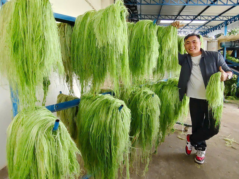 Những chiếc lá dứa được "biến hoá" thành nhưng sợi xơ thô trước khi mang đi bông hoá.