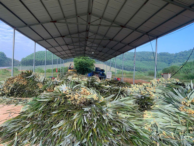 Những chiếc lá dứa trước đây không có giá trị kinh tế được anh Nam tiến hành làm thành sợi.