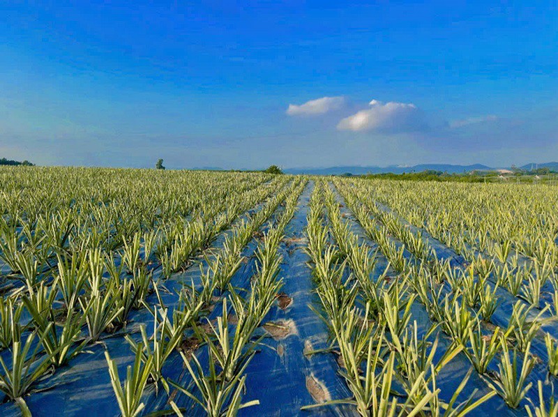 Hàng nghìn ha dứa được anh Nam trồng tại Nghệ An.