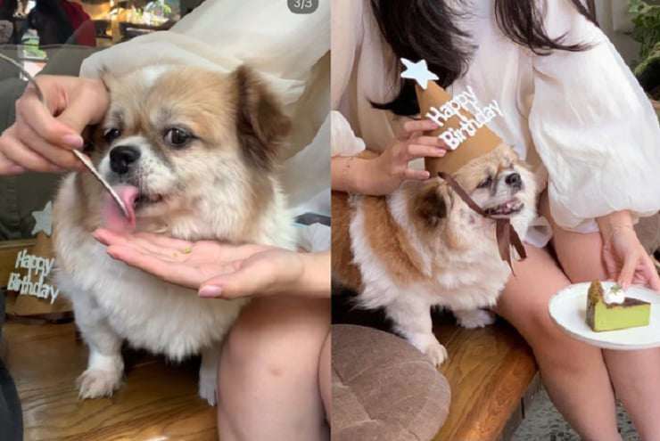 Chú chó được cho ăn bánh bằng dụng cụ ăn uống của người.&nbsp;