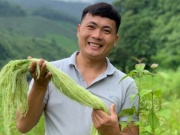 Thị trường - Tiêu dùng - Biến loại lá nhiều người vứt bỏ thành “mỏ vàng”, 9x Nghệ An có doanh thu 7 tỷ đồng/tháng