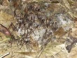 "Lộc trời" bò ra từ hốc cây, dân vào rừng bắt về bán gần nửa triệu/kg, có tiền cũng khó mua được