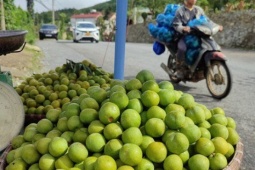 Thực hư về nguồn gốc loại mận róc hạt đang bán đầy thị trường