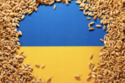 EU siết nhập khẩu, cắt tới 80% lượng lúa mì và đường từ Ukraine