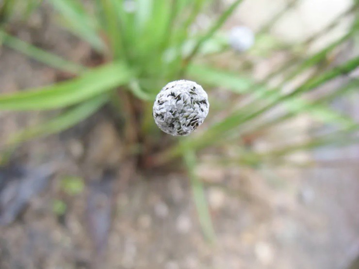 Rau rẻ bèo ở Việt Nam, ở nước ngoài “hét giá” gần 200.000đ/kg - 3