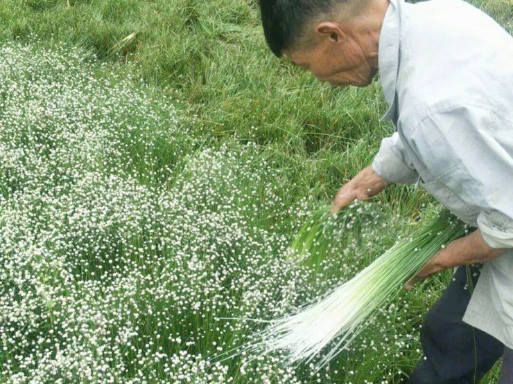 Rau rẻ bèo ở Việt Nam, ở nước ngoài “hét giá” gần 200.000đ/kg - 2