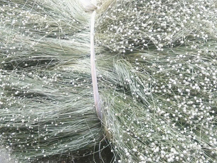 Rau rẻ bèo ở Việt Nam, ở nước ngoài “hét giá” gần 200.000đ/kg - 4