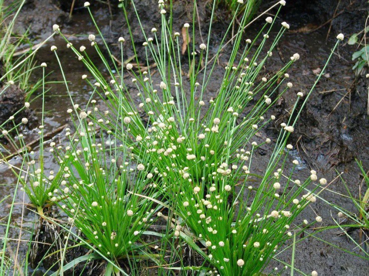 Rau rẻ bèo ở Việt Nam, ở nước ngoài “hét giá” gần 200.000đ/kg - 1