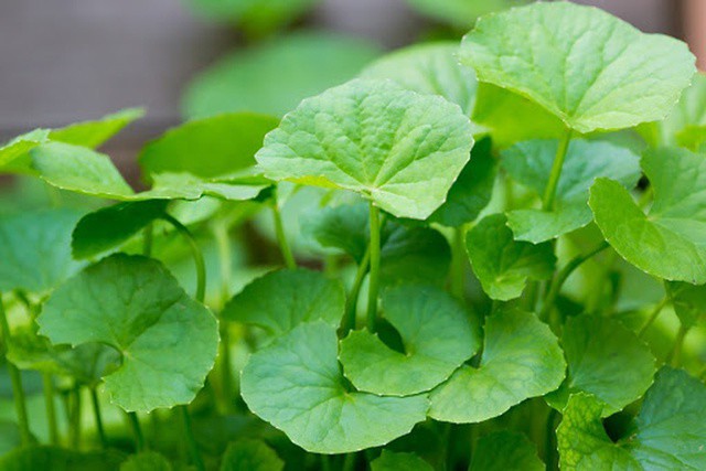 Rau má là loại cây rất phổ biến ở Việt Nam.