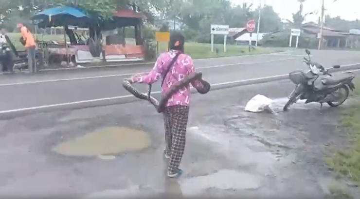 Người phụ nữ tay không bắt con trăn dài 2 mét giữa đường.