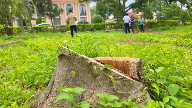 Một số cây bị cưa hạ ra chồi mới.