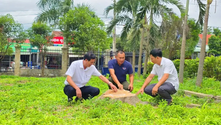 Cán bộ xã Kông Bờ La kiểm tra những cây xanh bị cưa hạ.