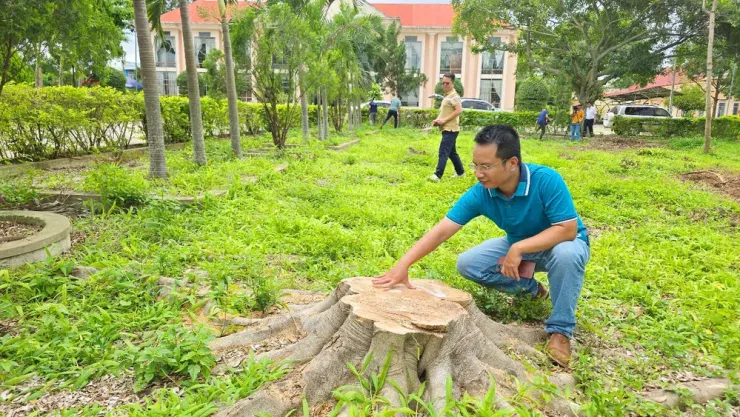Sau khi bị cưa hạ, hàng cây vốn xanh mát trước đây giờ trở nên trơ trọi.