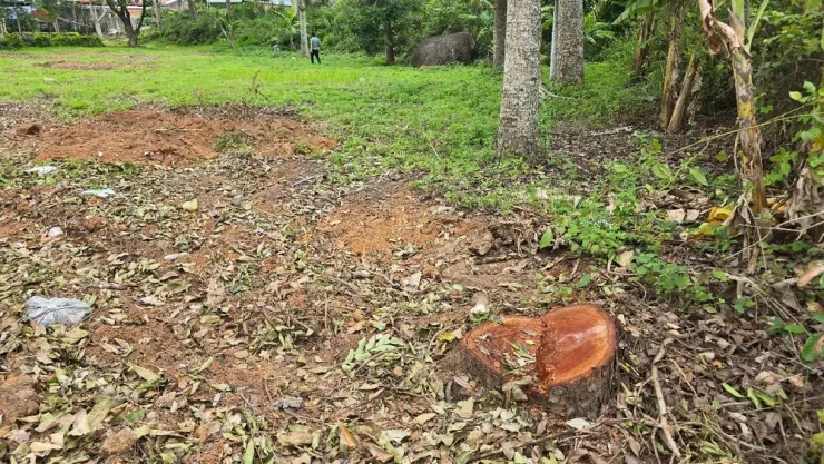 Theo giải trình ban đầu, những cây này được bán lấy củi, số tiền được dùng để sửa chữa trụ sở.
