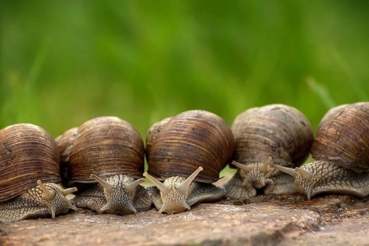 Phô mai giòi và những món độc lạ châu Âu