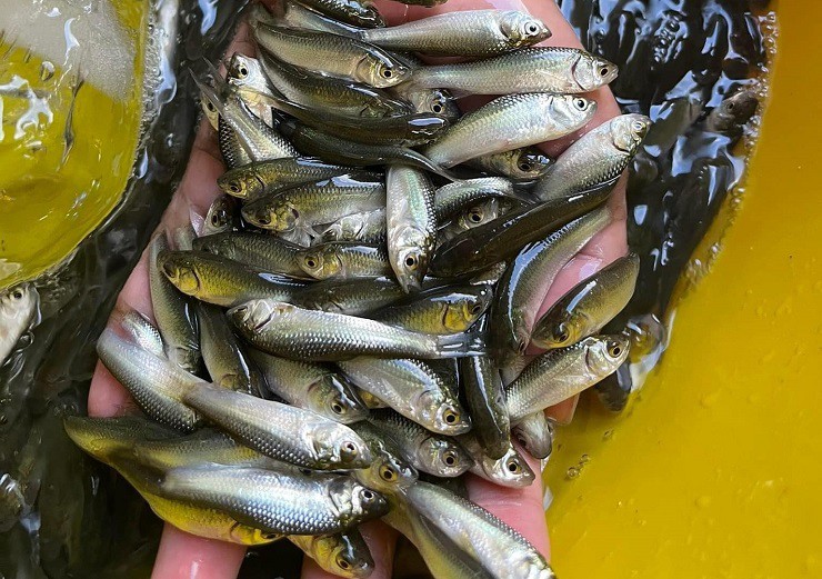Có năm, giá cá linh non lên tới 500 nghìn đồng/kg vẫn khó mua vì hiếm.
