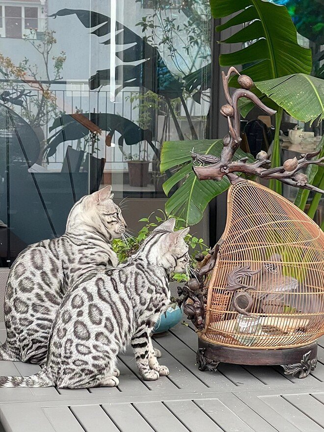 "Vua nhạc đỏ" vừa bị đồng nghiệp khui "mỗi mùa lễ hội mua 1 căn nhà", tự nhận sợ vợ vì… cắt cơm - 8