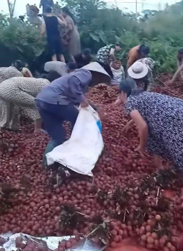 Chiếc xe tải bị lật (ảnh trái) và hình ảnh nhiều người xô vào nhặt vải (phải, ảnh cắt từ clip).