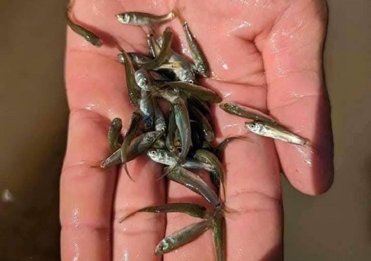 Chúng chỉ xuất hiện mỗi năm một lần vào mùa nước nổi, từ tháng 7 đến tháng 11 ở các tỉnh như: An Giang, Đồng Tháp và Tây Ninh…

