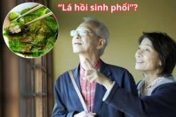 Tin tức sức khỏe - Loại lá ví như &quot;hồi sinh phổi&quot; ở Nhật cực đắt đỏ nhưng ở Việt Nam “rẻ như cho”