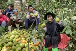 Loại quả mọc dại trên rừng thành đặc sản mùa hè, được lùng mua với giá lên tới 180.000 đồng/kg