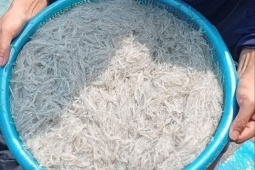 Loại cá  " nhà nghèo "  hóa mỏ vàng, phơi khô bán 300.000/kg vẫn đắt hàng