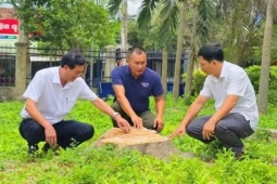 Thêm 1 xã ở Gia Lai cưa hạ, bán cây xanh trong khuôn viên trụ sở