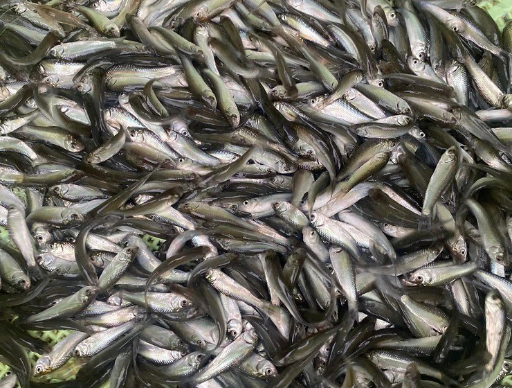 Trước đây, cá linh nhiều vô kể, ăn không hết nên người dân vớt lên mang đi ủ mắm, thậm chí là cho lợn ăn.
