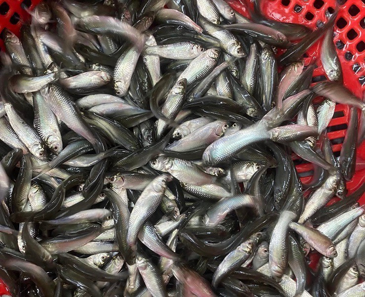 Chị Quỳnh Như, trú tại phường Cao Lãnh, tỉnh Đồng Tháp cho biết, những năm trước, cá linh mất mùa nên giá rất cao.
