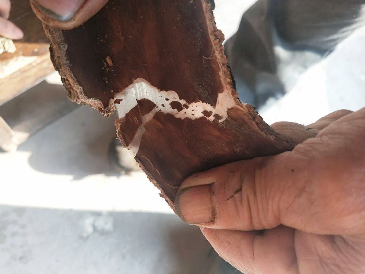 Cây nhả ra “sợi bạc”, bóc vỏ bán là hốt bộn tiền, ở Việt Nam cũng có - 2