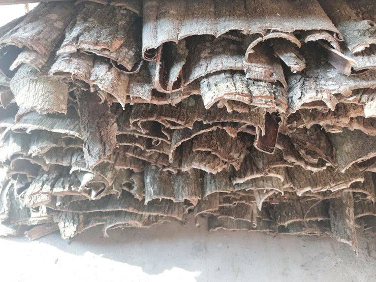 Cây nhả ra “sợi bạc”, bóc vỏ bán là hốt bộn tiền, ở Việt Nam cũng có - 3