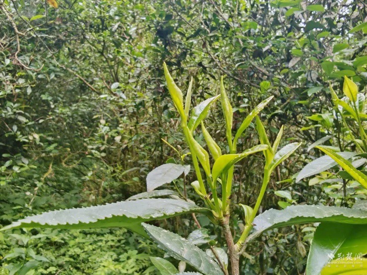 “Chúa nợ” bỏ phố về quê, biến lá cây dại thành “vàng”, thu 27 triệu/kg - 5