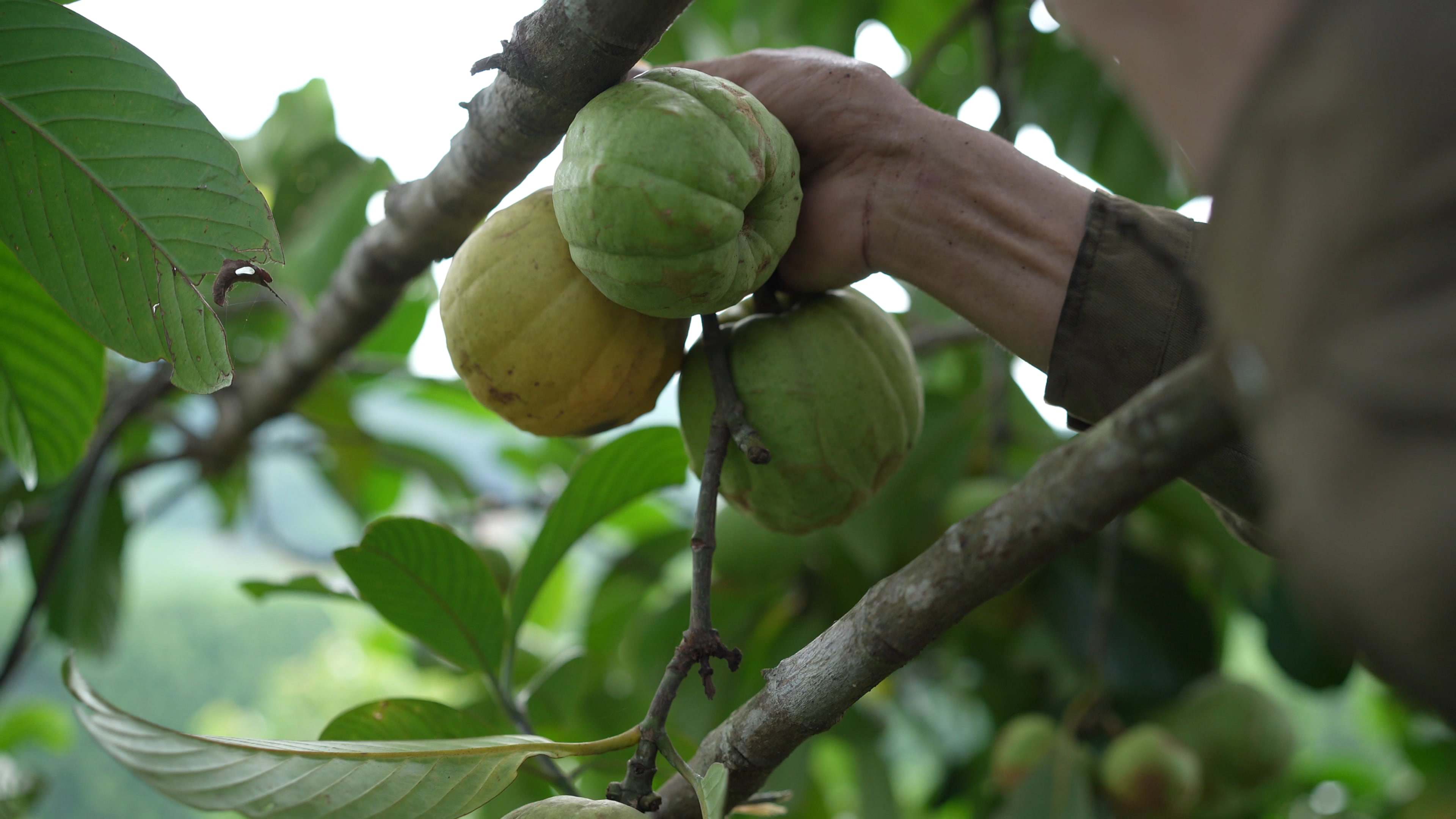 Quả tai chua to như quả ổi, có quả nặng cả cân. (Ảnh: Lê Thị Thuỷ)