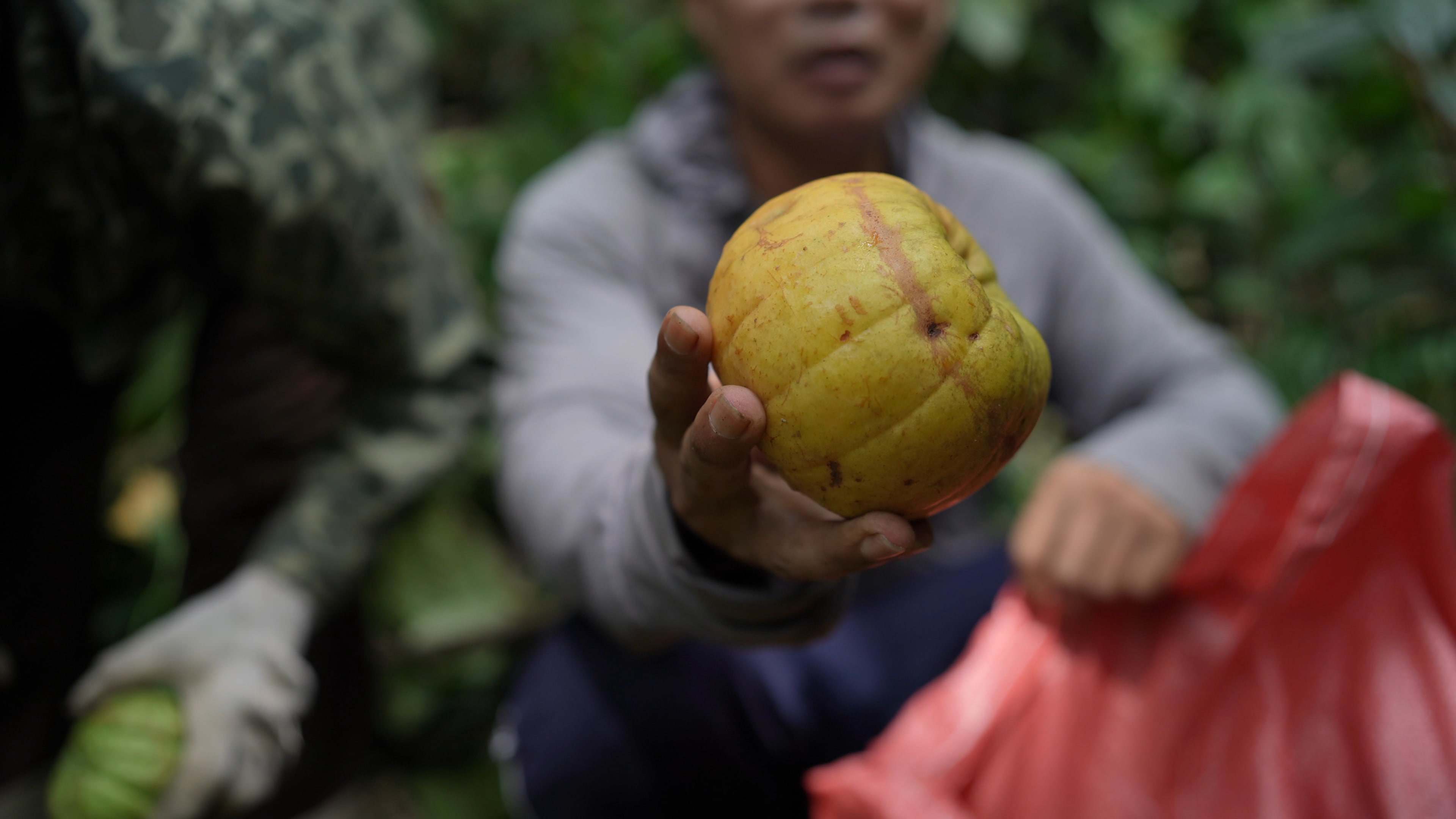 Quả tai chua mọc dại trên rừng thành đặc sản mùa hè. (Ảnh: Lê Thị Thuỷ)