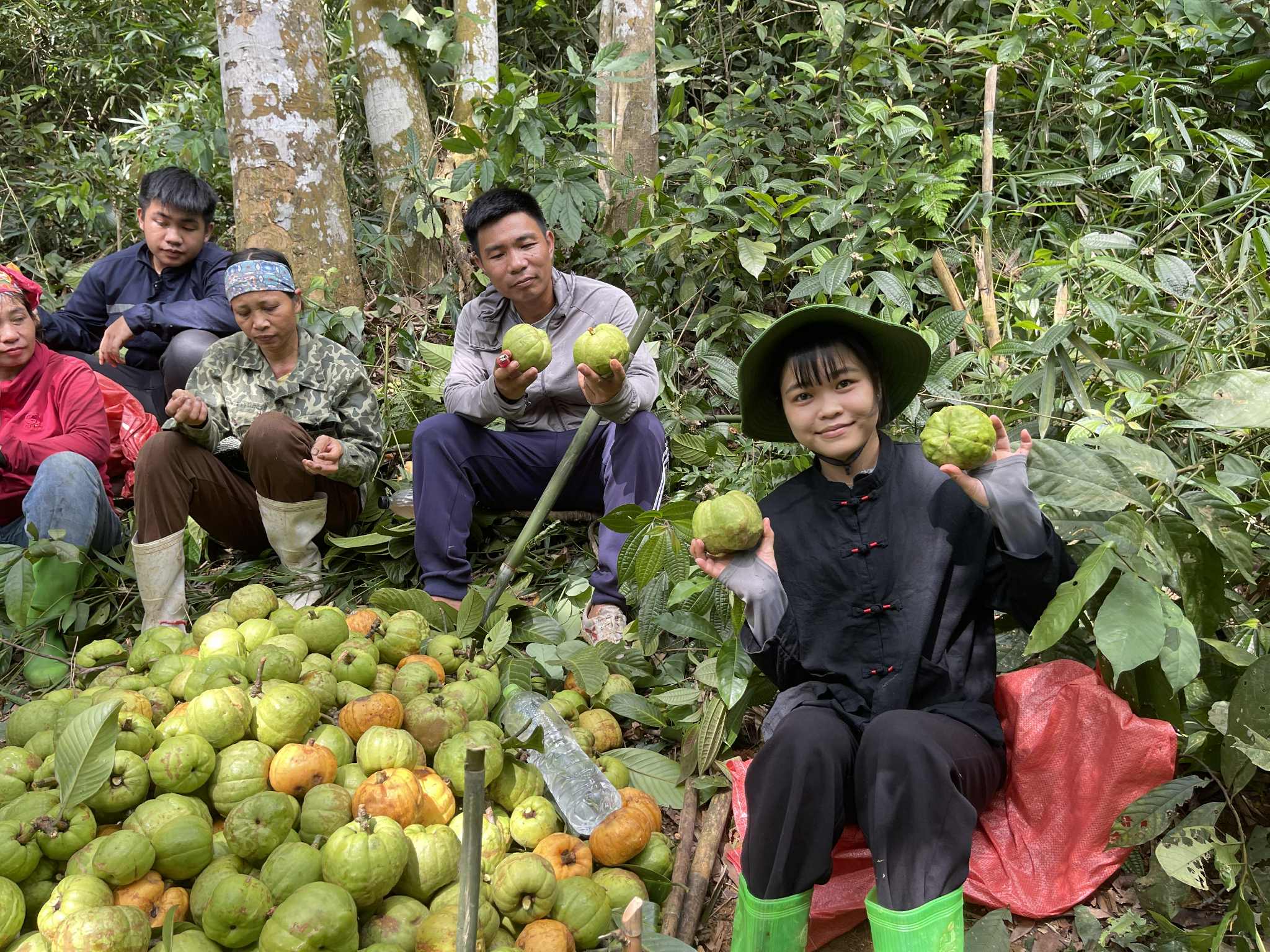 Trong một buổi, nhóm chị Thuỷ đã hái được 350kg quả tai chua và mang về phơi. (Ảnh: Lê Thị Thuỷ).
