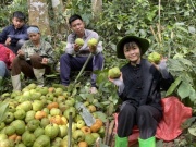 Thị trường - Tiêu dùng - Loại quả mọc dại trên rừng thành đặc sản mùa hè, được lùng mua với giá lên tới 180.000 đồng/kg