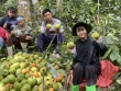 Loại quả mọc dại trên rừng thành đặc sản mùa hè, được lùng mua với giá lên tới 180.000 đồng/kg