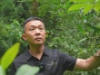 “Chúa nợ” bỏ phố về quê, biến lá cây dại thành “vàng”, thu 27 triệu/kg