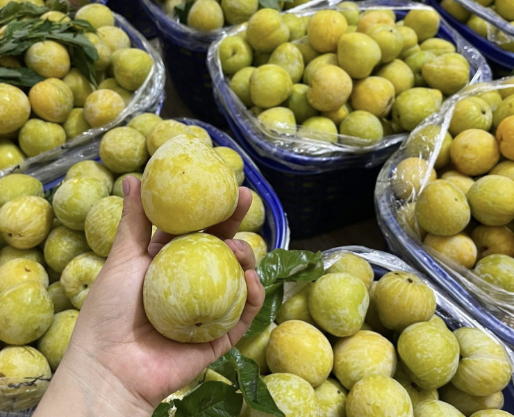 Mận cau hàng VIP size 10-12 quả có giá lên tới 450.000 đồng/kg. Ảnh: NVCC