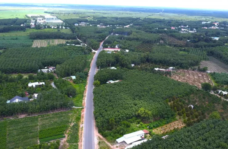 Đường Hồ Chí Minh được bao quanh bởi rừng cao su