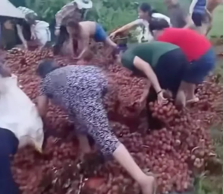 Thời điểm nhiều người dân vào lấy vải khi không thấy ai trông coi. Ảnh: MXH