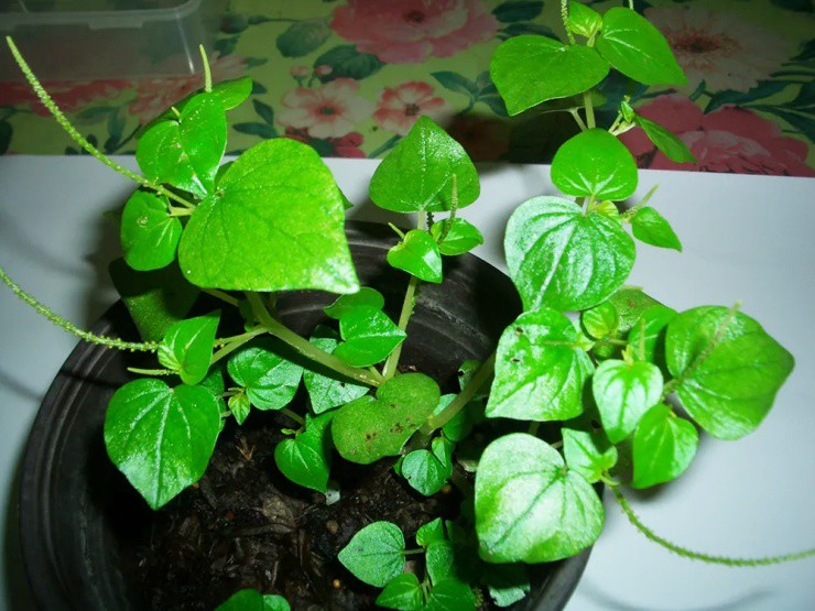 Rau dại ở Việt Nam thành “vàng xanh” ở nước ngoài, giá đắt gấp 5 lần - 1