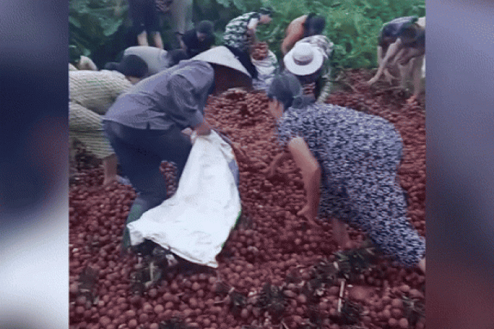 Chủ xe vải bị lật:  ' Phát khóc khi thấy bà con lấy gần hết hàng ' 
