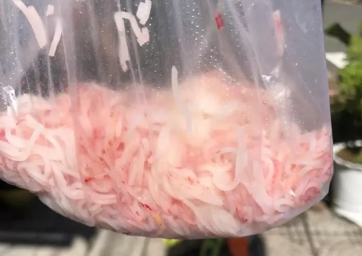 Bún để qua đêm đã chuyển hoàn toàn thành màu đỏ.