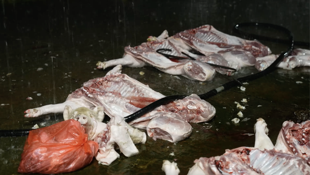 Gần 1.000 kg thịt và nội tạng lợn dương tính với virus Dịch tả Châu Phi đã bị thu giữ, nhiều đối tượng bị bắt giữ khẩn cấp.