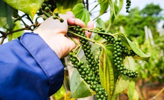 Việt Nam kết thúc vụ thu hoạch tiêu năm nay với sản lượng tăng so với năm ngoái. Ảnh: Tấn Lực