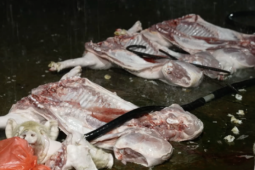 Phát hiện đường dây tiêu thụ thịt lợn nhiễm bệnh giữa Thủ đô: Gần 10.000 kg thịt lợn nhiễm Dịch tả châu Phi bán công khai từ lò mổ đến các chợ đầu mối