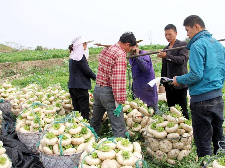 Củ cải “biến dạng” mà siêu năng suất, xưa là rau cứu đói, nay giúp “hái ra tiền” - 2