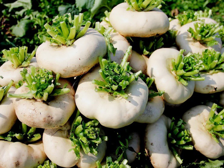 Củ cải “biến dạng” mà siêu năng suất, xưa là rau cứu đói, nay giúp “hái ra tiền” - 1