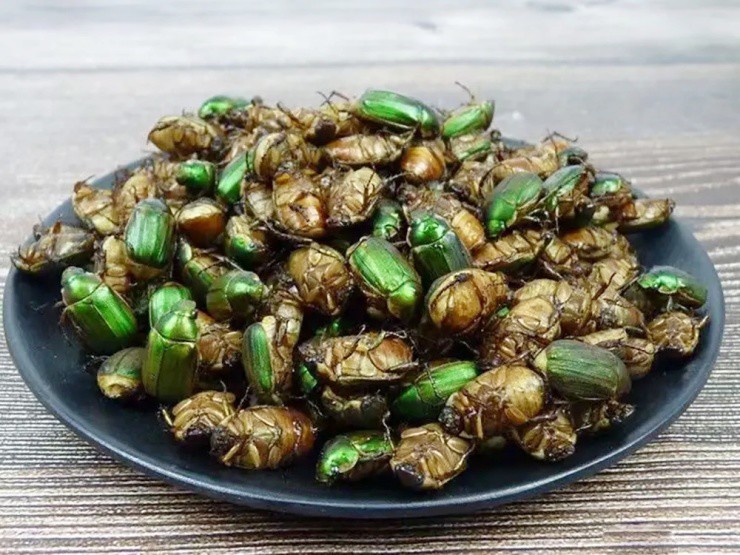 Loài bọ từng là “kẻ thù nhà nông”, nay hơn nửa triệu 1kg, đắt hơn cả thịt - 3